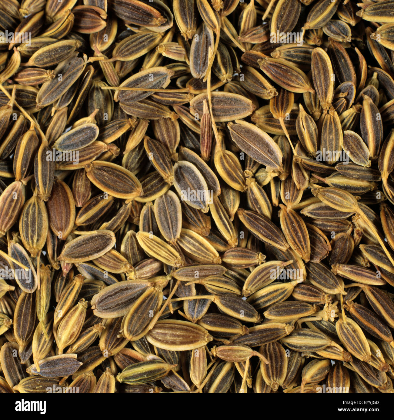 Dill-Samen wie aus einem Bioladen oder für den Anbau gekauft Stockfoto