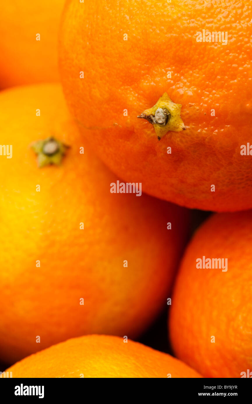 Nahaufnahme von Clementinen, Citrus reticulata Stockfoto
