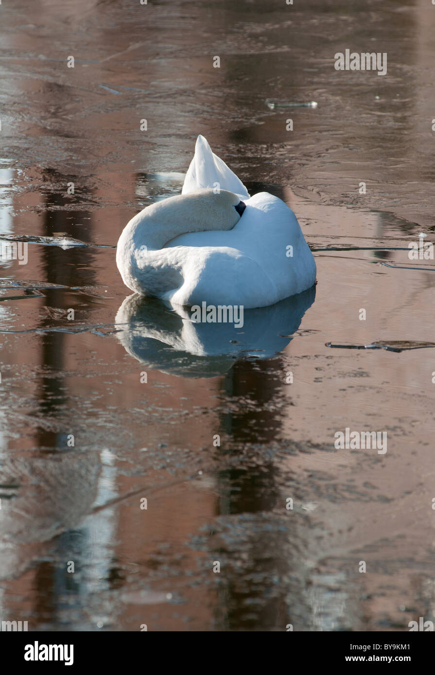 Ein Höckerschwan schlafend auf einem eisigen Coventry-Kanal. England. Stockfoto