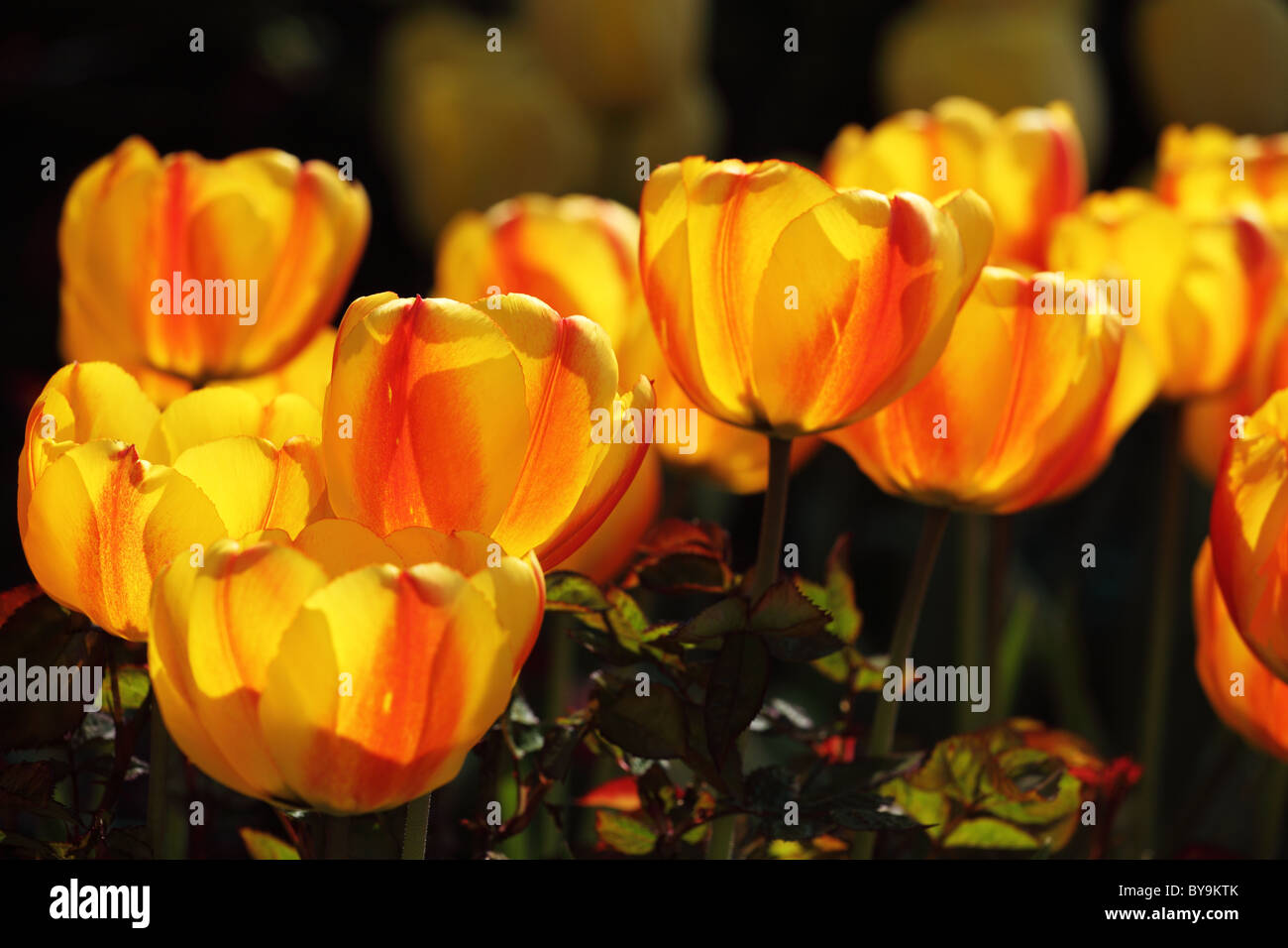 Nahaufnahme der leuchtend gelben und roten Tulpen, die in einer englischen Frühlings-Gartengrenze Großbritanniens blühen Stockfoto