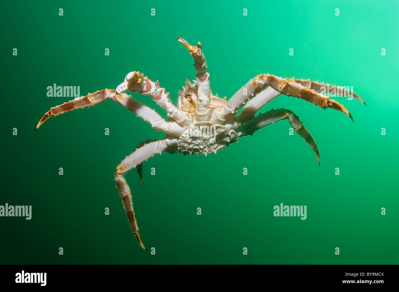 Krabben Sie-cantschaticus, Red King Crab (Paralithodes cantschaticus) Stockfoto