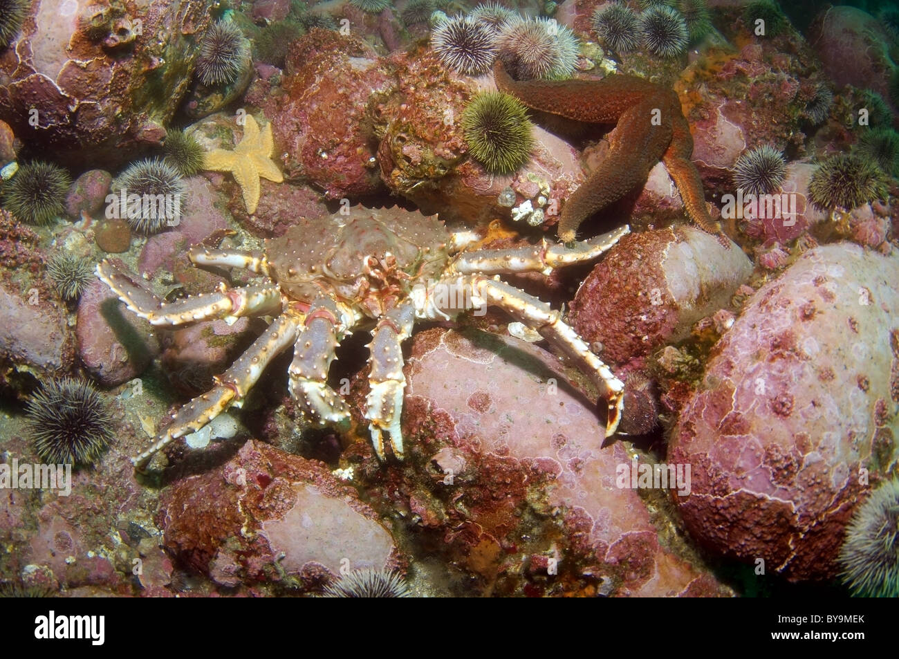 Krabben Sie-cantschaticus, Red King Crab (Paralithodes cantschaticus) Stockfoto