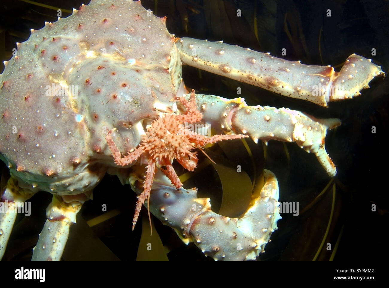 Red King Crab (Paralithodes cantschaticus) Stockfoto