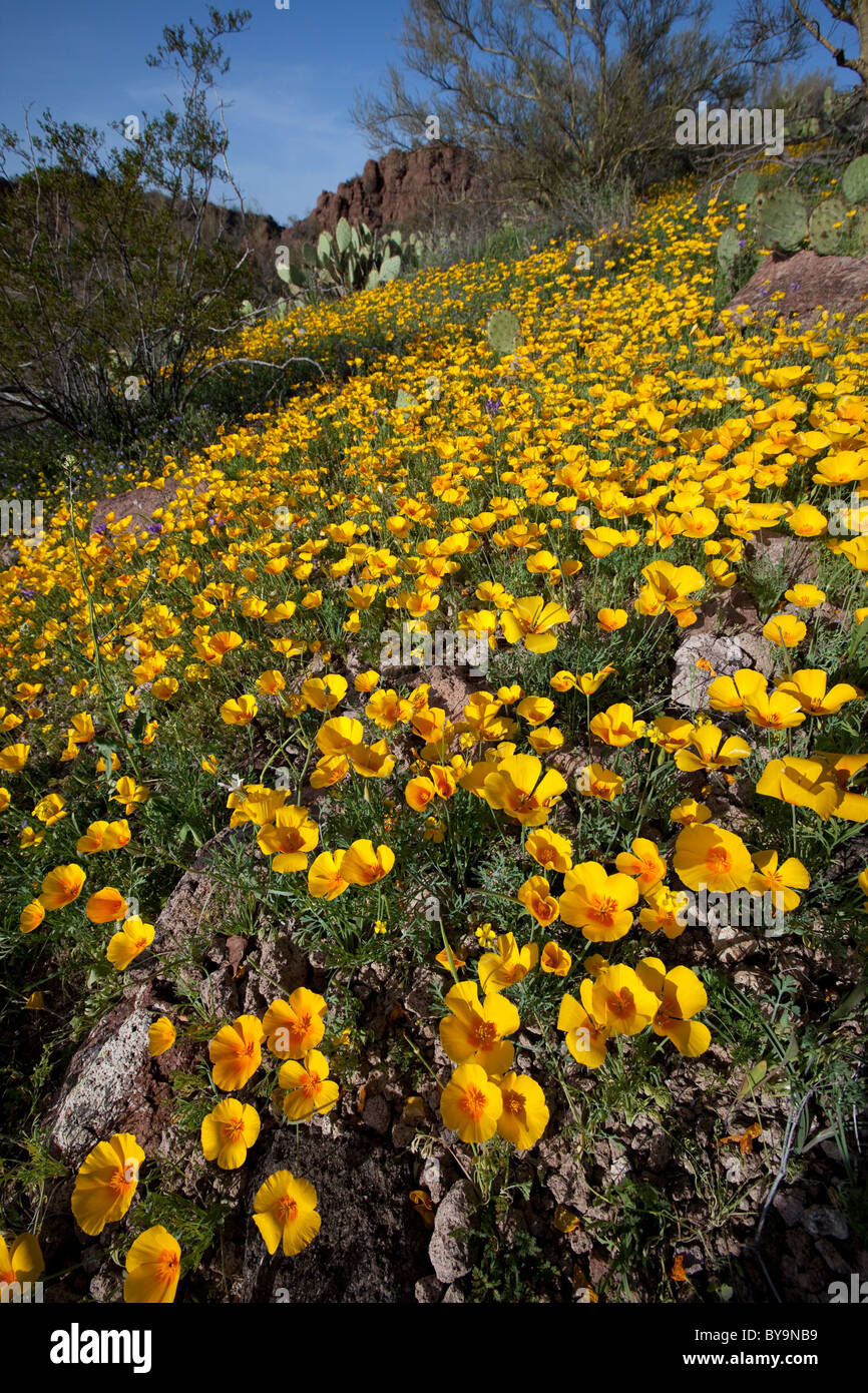 Frühling in der Sonora-Wüste. Mexikanische Mohnblumen blühen im Saguaro National Park West, Tucson, Arizona Stockfoto