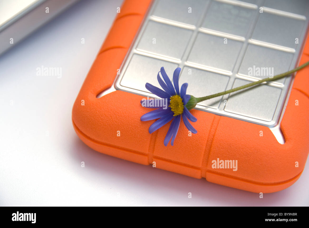 blaue Blume ruht auf einer Computerfestplatte Stockfoto