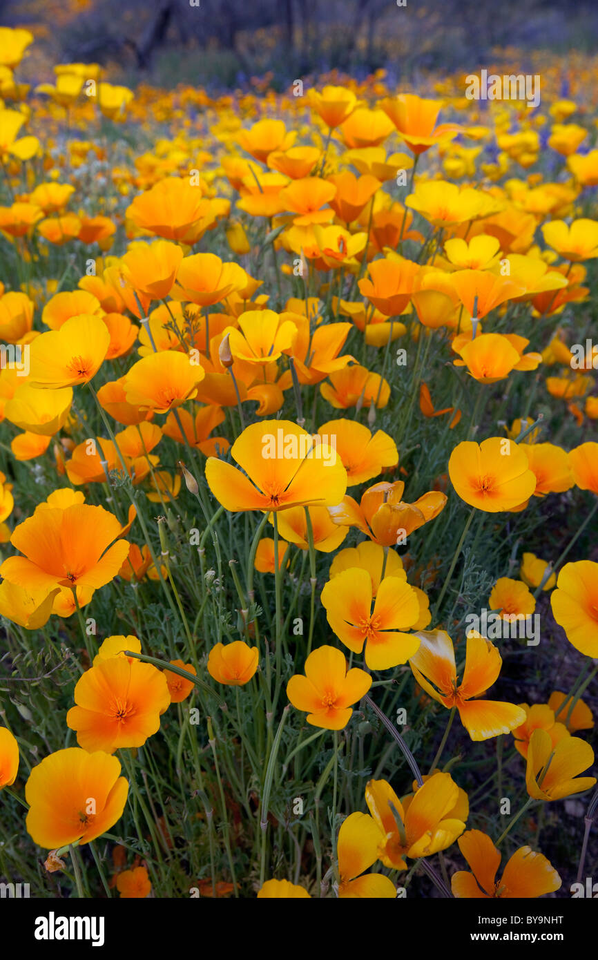 Wildblumenwiese, California Poppies mexikanischen Mohn Eschscholzia blühen in der Sonora-Wüste, Tucson, Arizona Stockfoto