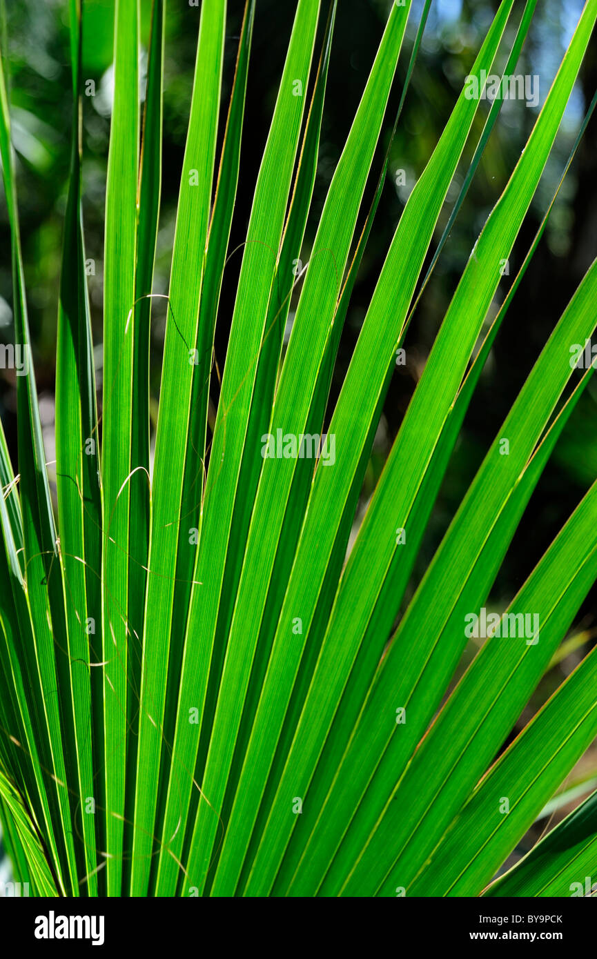 Sabal Palmblätter erstellen starke Muster Stockfoto