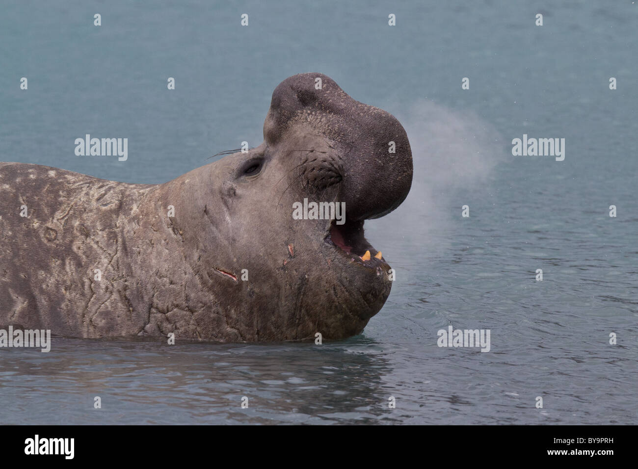 Männlichen südlichen See-Elefanten (Mirounga Leonina) in Bedrohung anzeigen, Jason Bay, Süd-Georgien Stockfoto