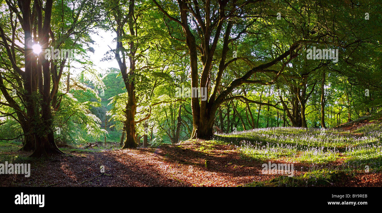 Blick auf Bluebell Wald im Naturreservat Castramon Wood von Torhaus der Flotte Stockfoto