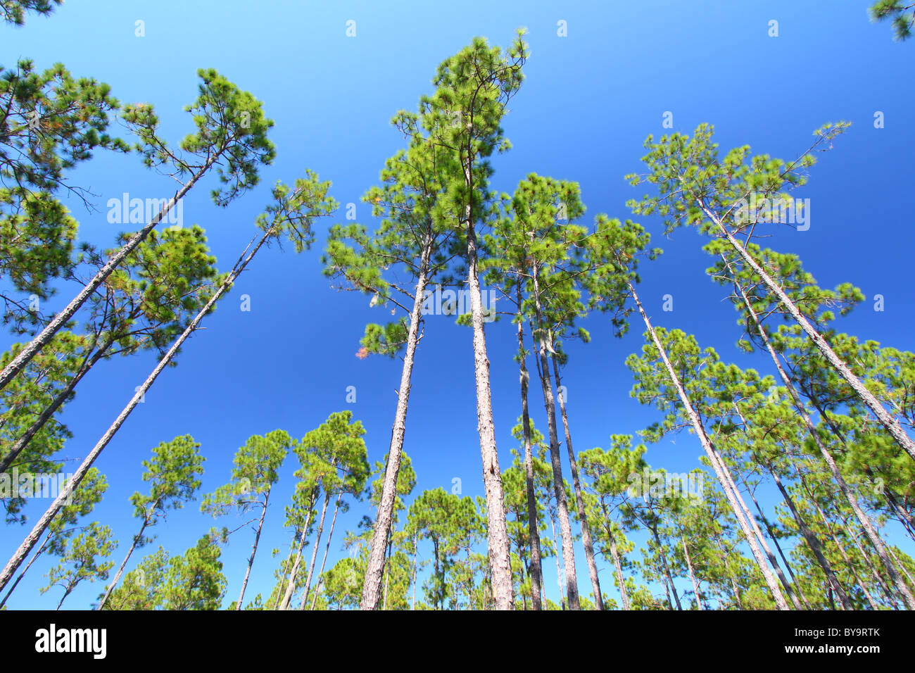 Kiefer Flatwoods - Florida Stockfoto