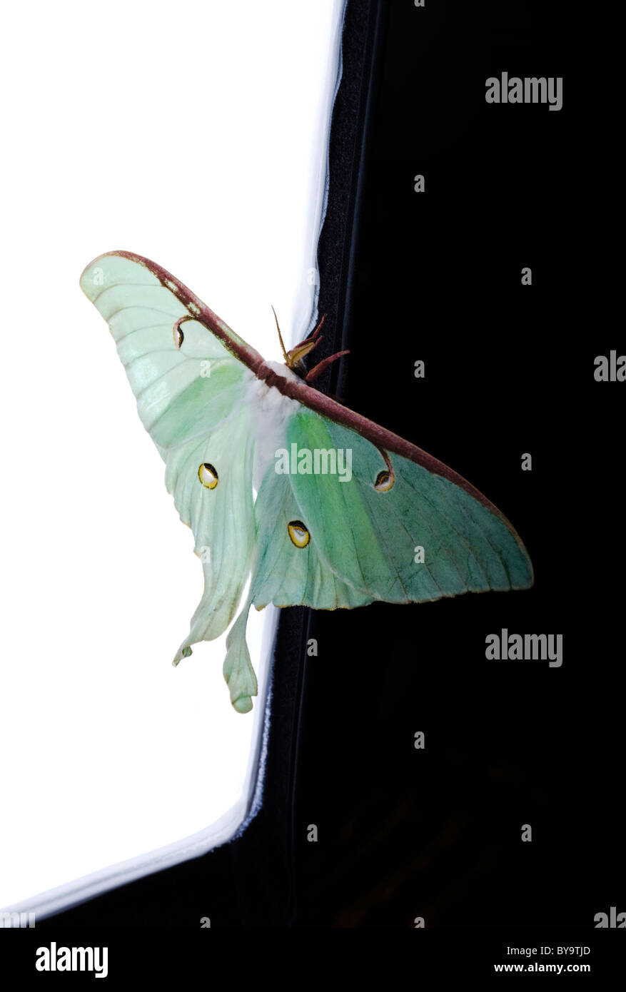 Luna Moth (Actias Luna) auf einem schwarzen und weißen Abstrakt Hintergrund. Stockfoto