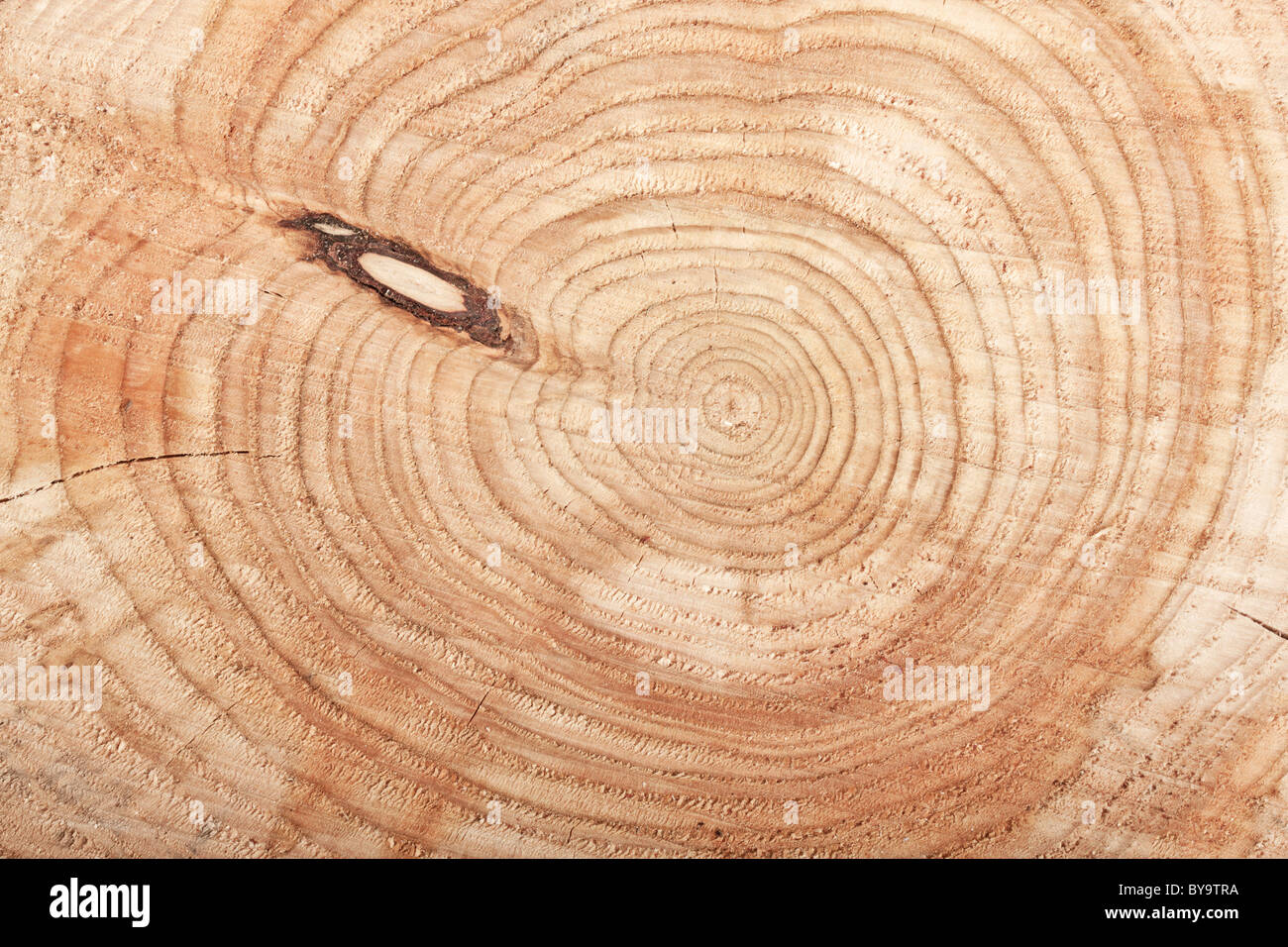 Ansicht von oben geschnitten Baumstumpf in Nahaufnahme Stockfoto