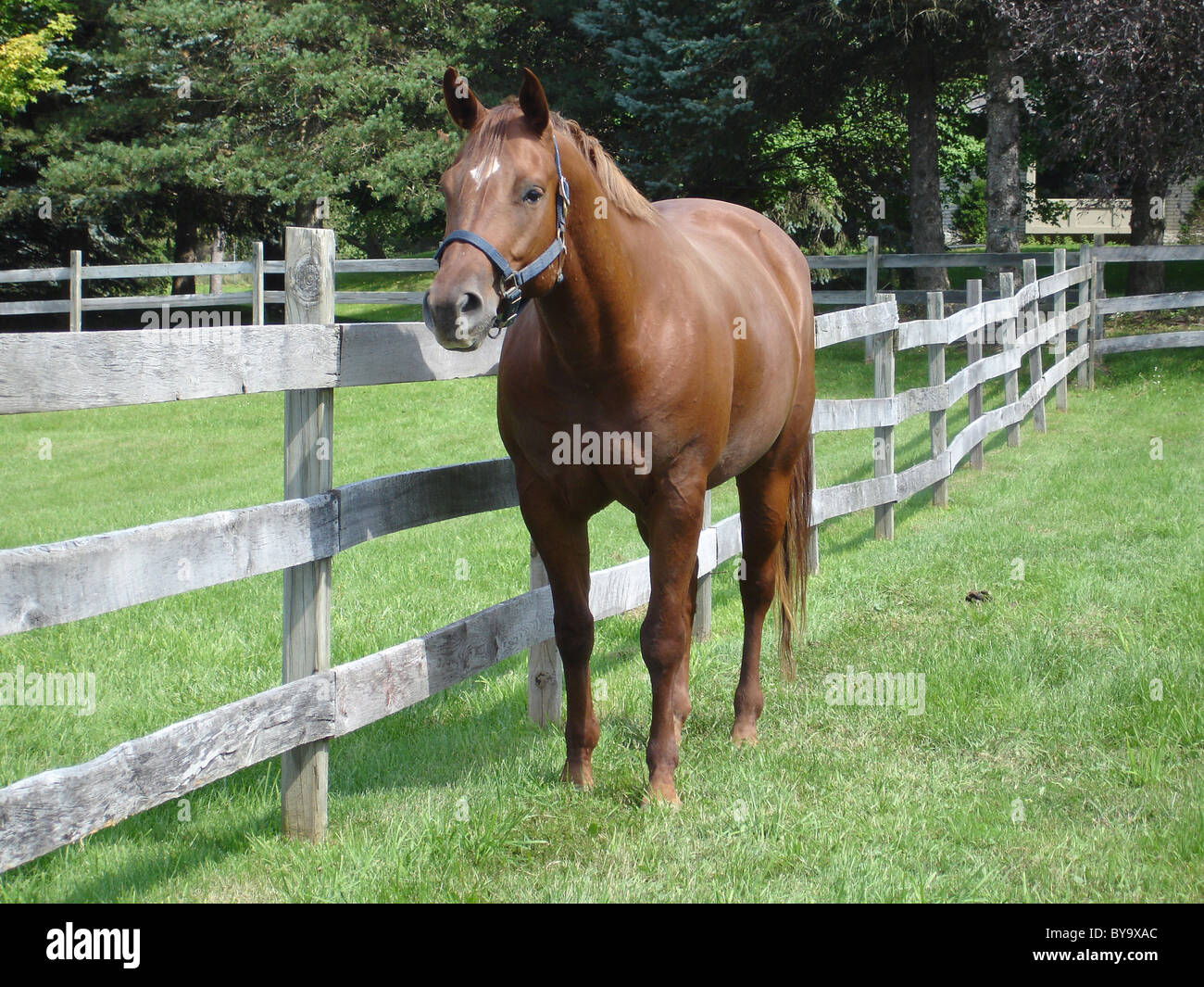 Ein American Quarter Horse Stute einen Sommertag auf der Weide genießen. Stockfoto