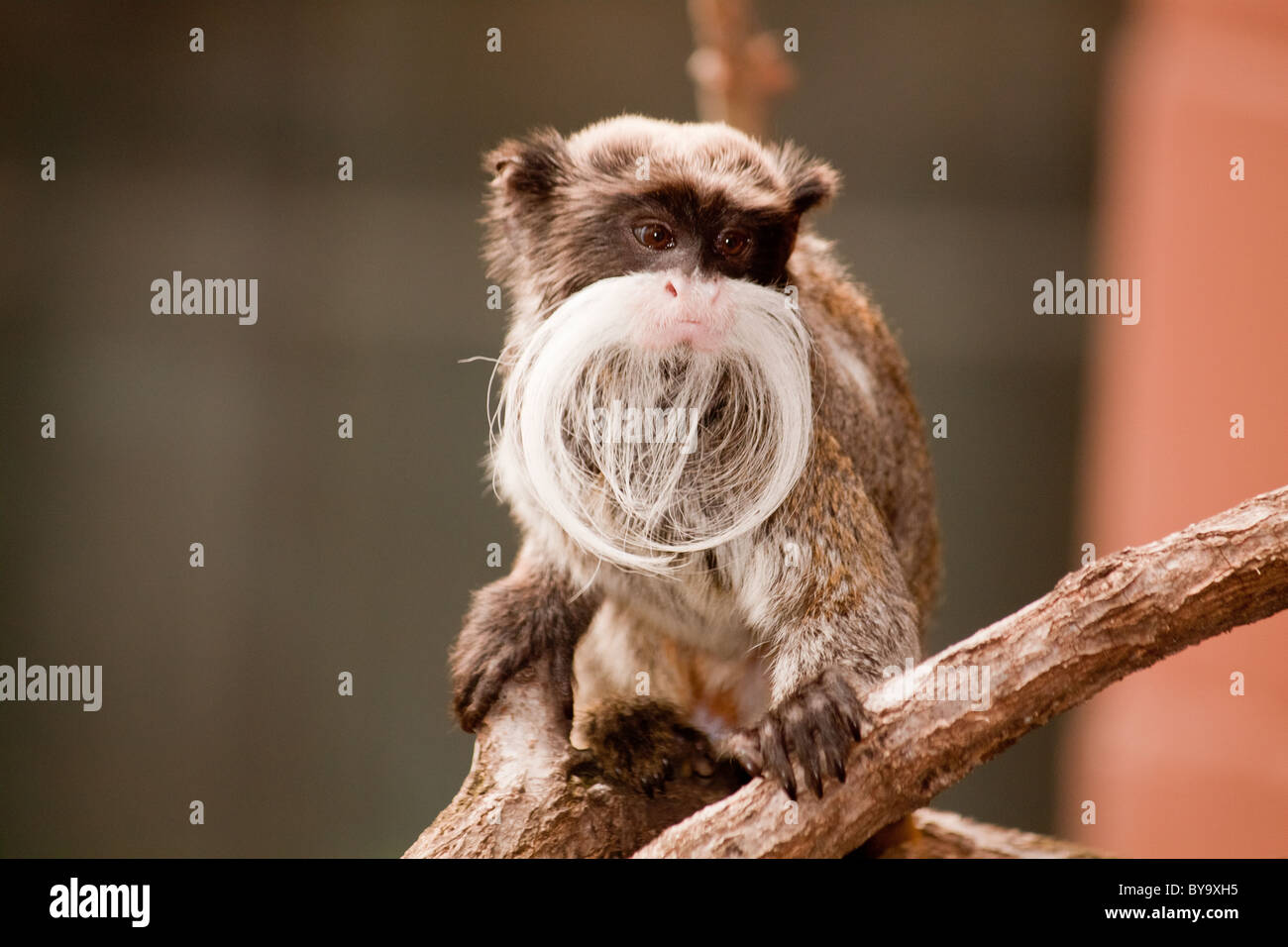 Kaiser Tamarin im Londoner Zoo Stockfoto