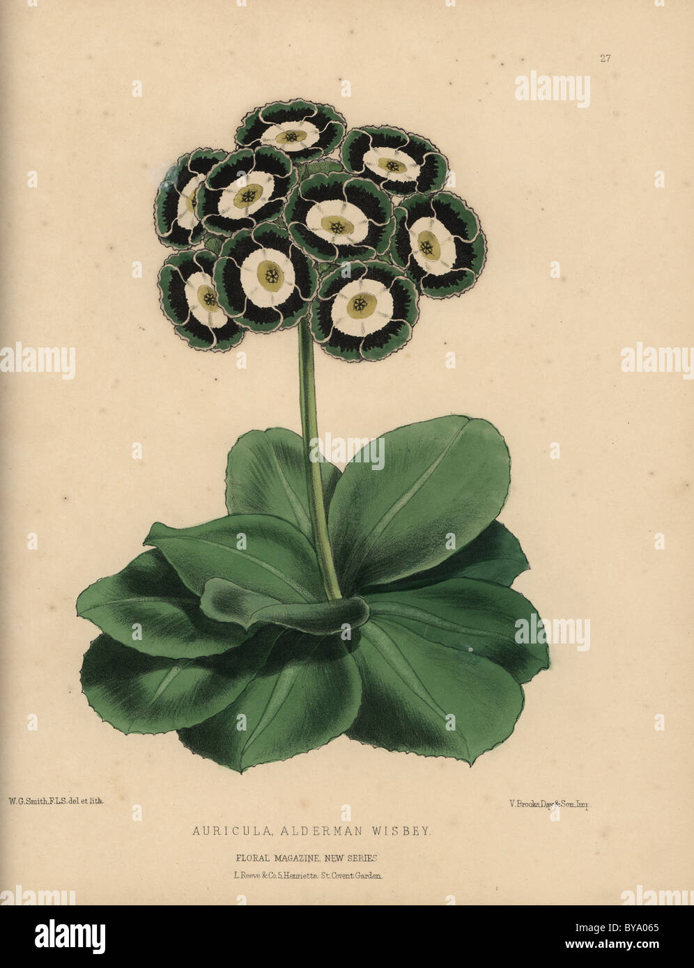 Auricula mit grünen, schwarzen und weißen Rosette Blumen, Auricula Alderman Wisbey. Stockfoto