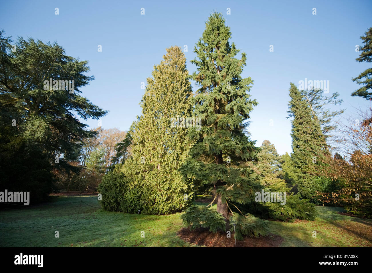 Die Pinetum, RHS Wisley, Surrey, England Stockfoto