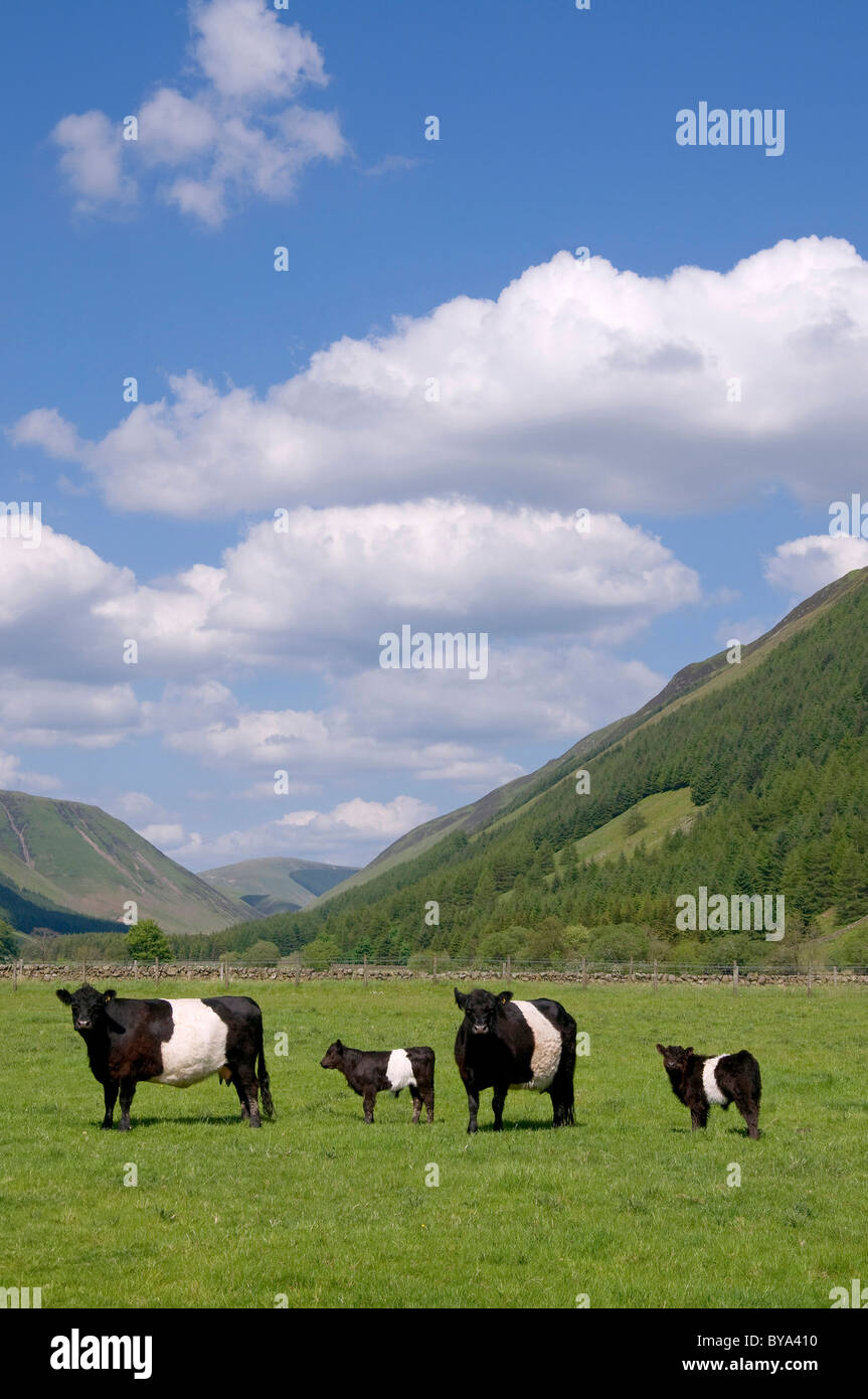 Zwei belted Galloway-Kühe mit Kälbern bei Fuß Dumfriesshire Stockfoto