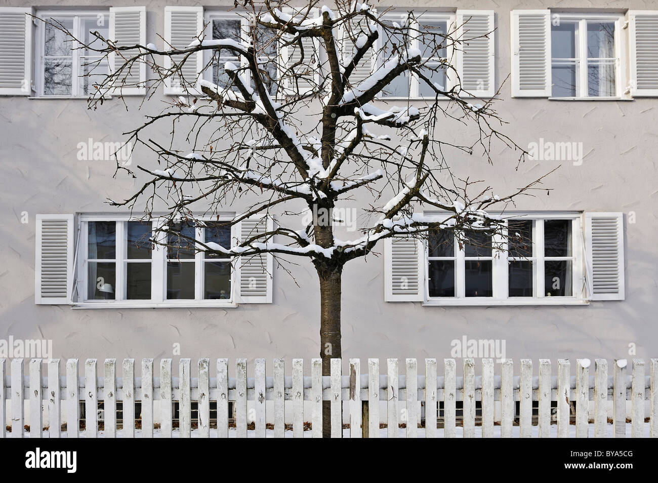 Schnee-bedeckten Baum hinter einem weißen Zaun, Harlaching, München, Bayern, Deutschland, Europa Stockfoto