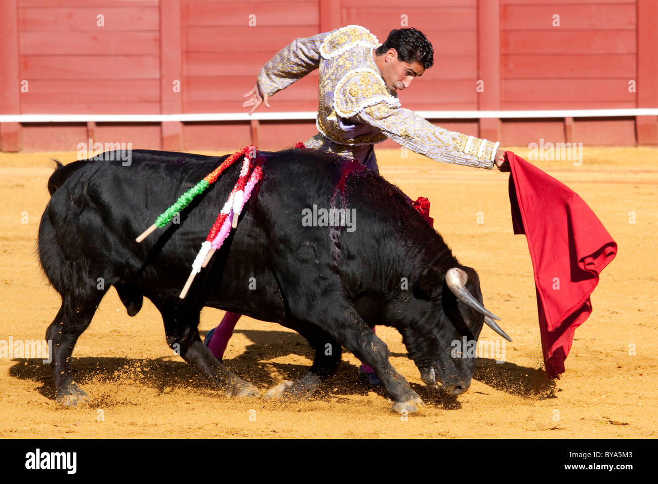 Torero, Matador mit Stier, Plaza de Toros De La Maestranza Stierkampfarena, Sevilla, Andalusien, Spanien, Europa Stockfoto