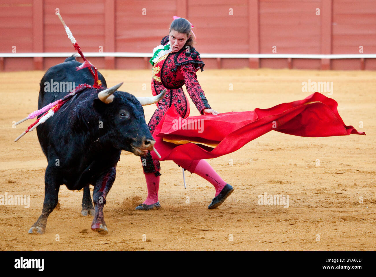 Weibliche Torero oder Torera, Matador mit Stier, Plaza de Toros De La