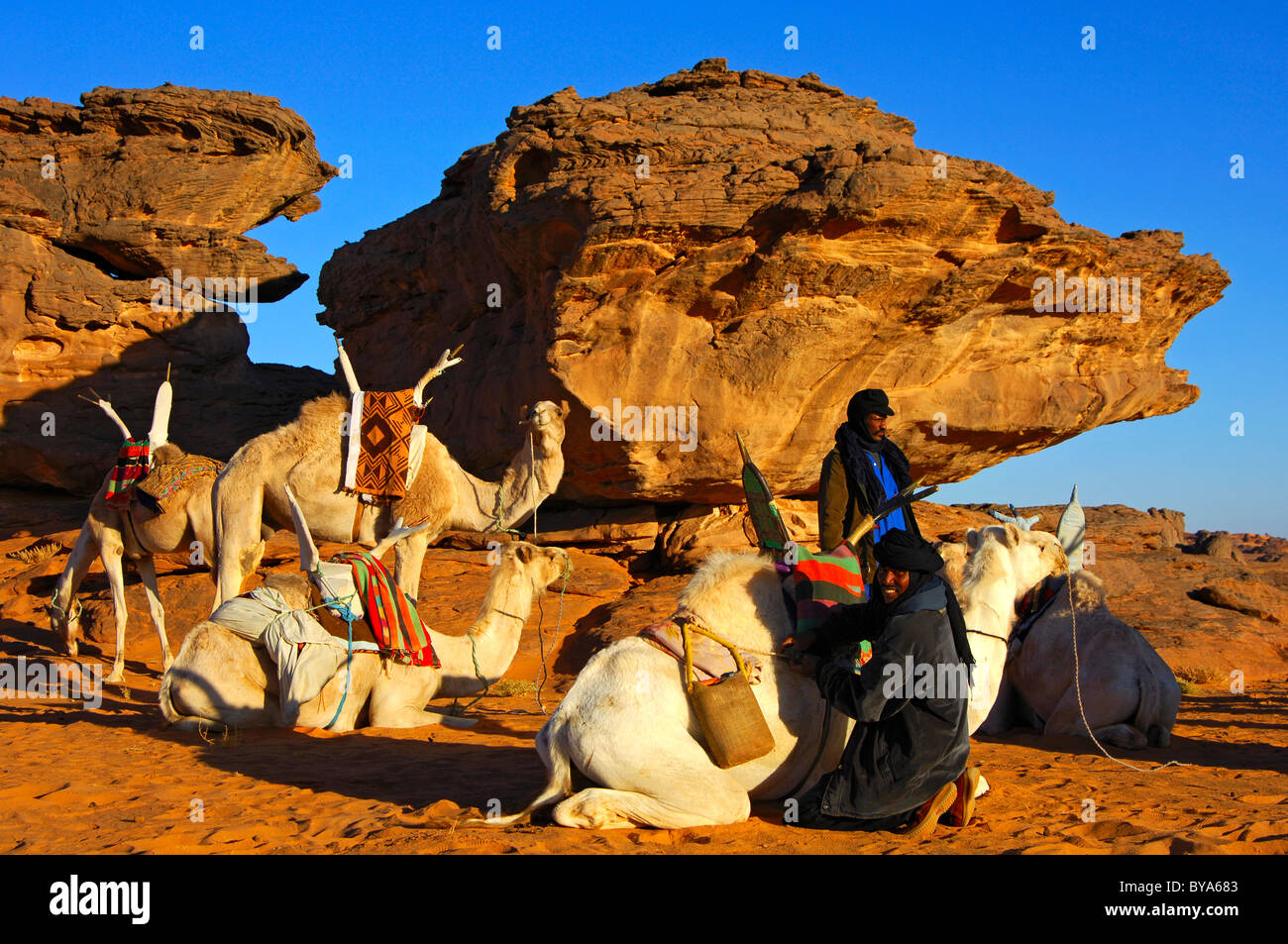 Ross Und Reiter In Der Sahara www.alamy.de