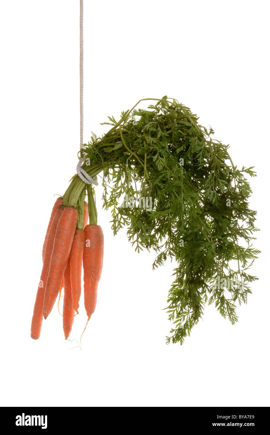Karotten an einem Seil, symbolisches Bild für Motivation, incentives Stockfoto