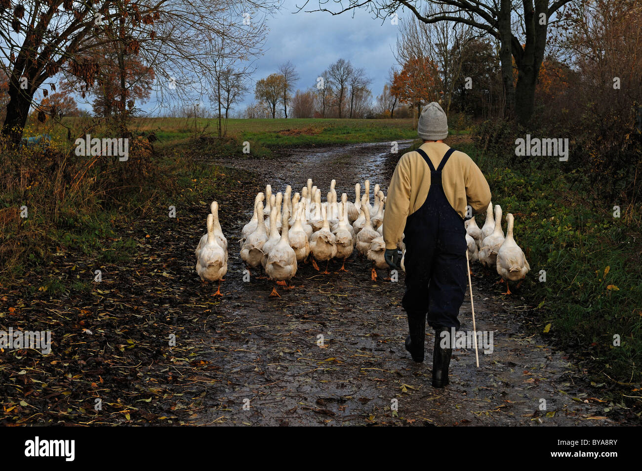 Gänsehirt Gänse hüten, auf eine Wiese, Othenstorf, Mecklenburg-Western Pomerania, Deutschland, Europa Stockfoto