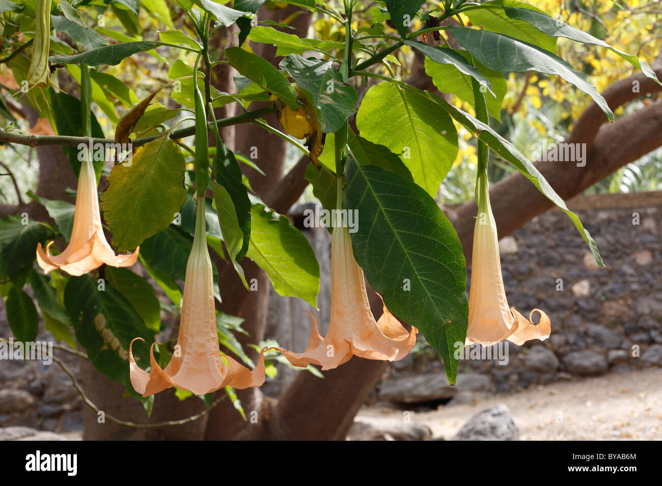 Angel Trumpet (Brugmansia versicolor Sy Datura versicolor), La Gomera, Kanarische Inseln, Spanien, Europa Stockfoto