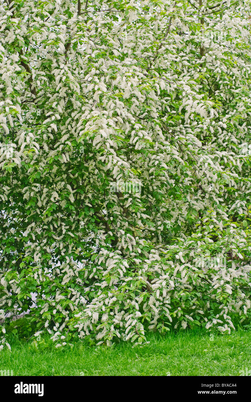 Bird Cherry Baum in voller Blüte Stockfoto