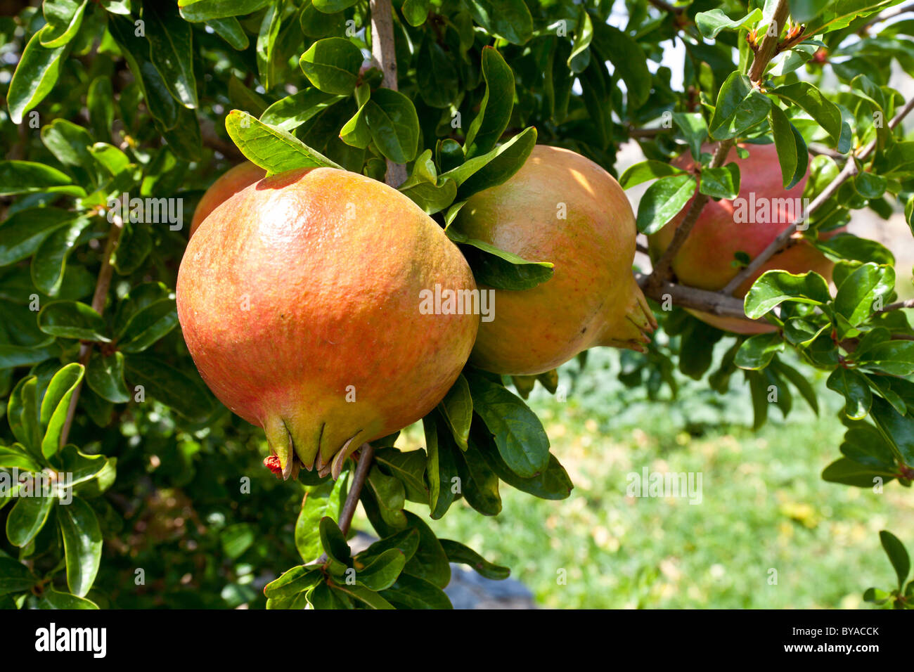 Granatäpfel (Punica Granatum), Zypern Stockfoto