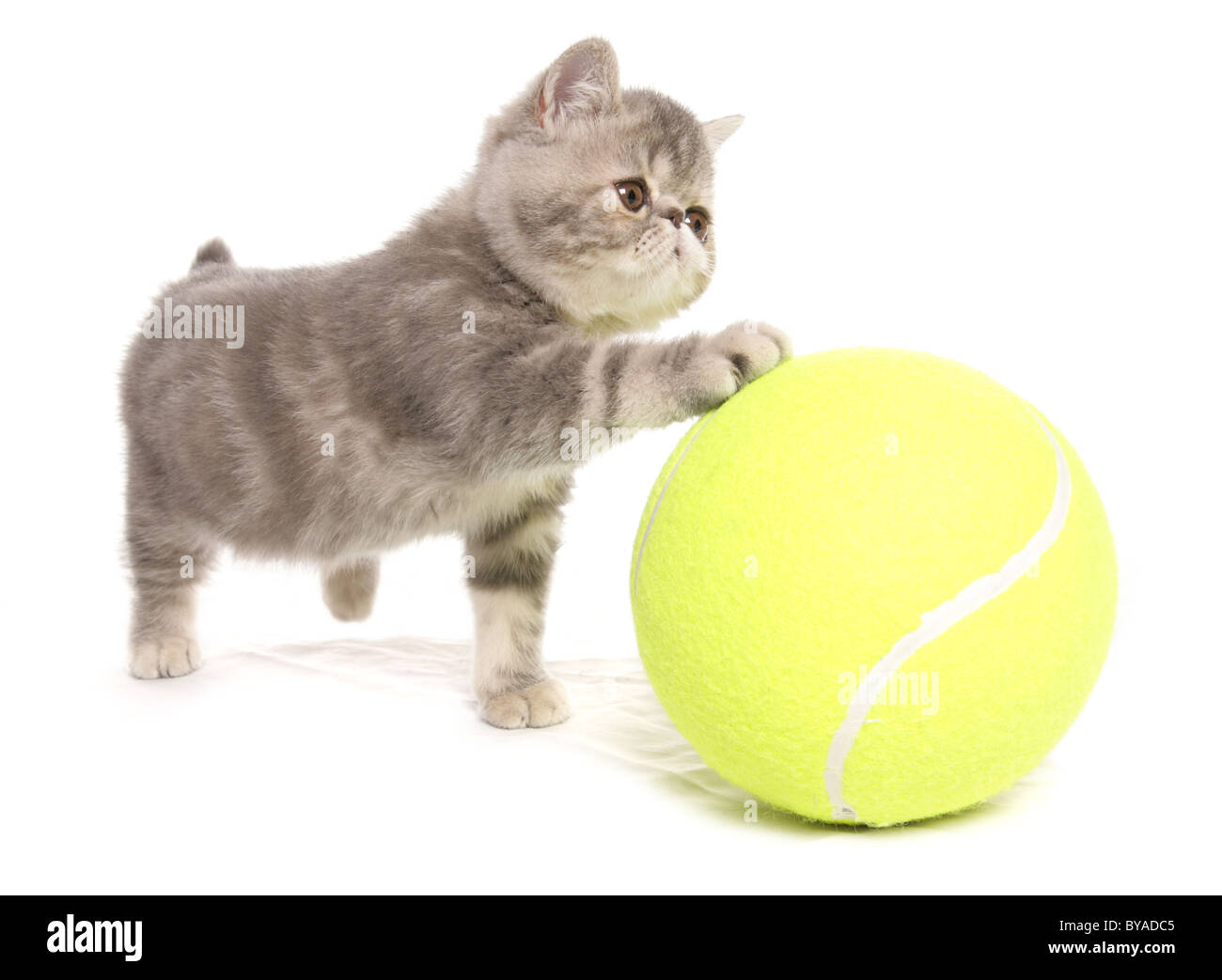 exotisch Kurzhaar Kätzchen mit Tennisball Portrait im studio Stockfoto