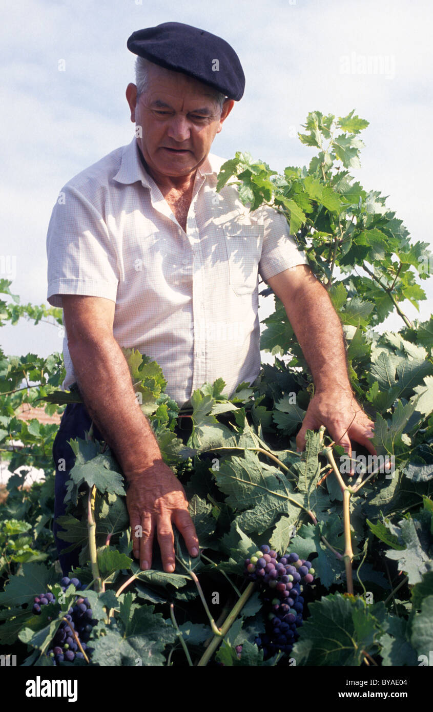 WINZER, WEINBERG, RIOJA WEIN, IN DER NÄHE VON LA GUARDIA, BASKENLAND, SPANIEN Stockfoto