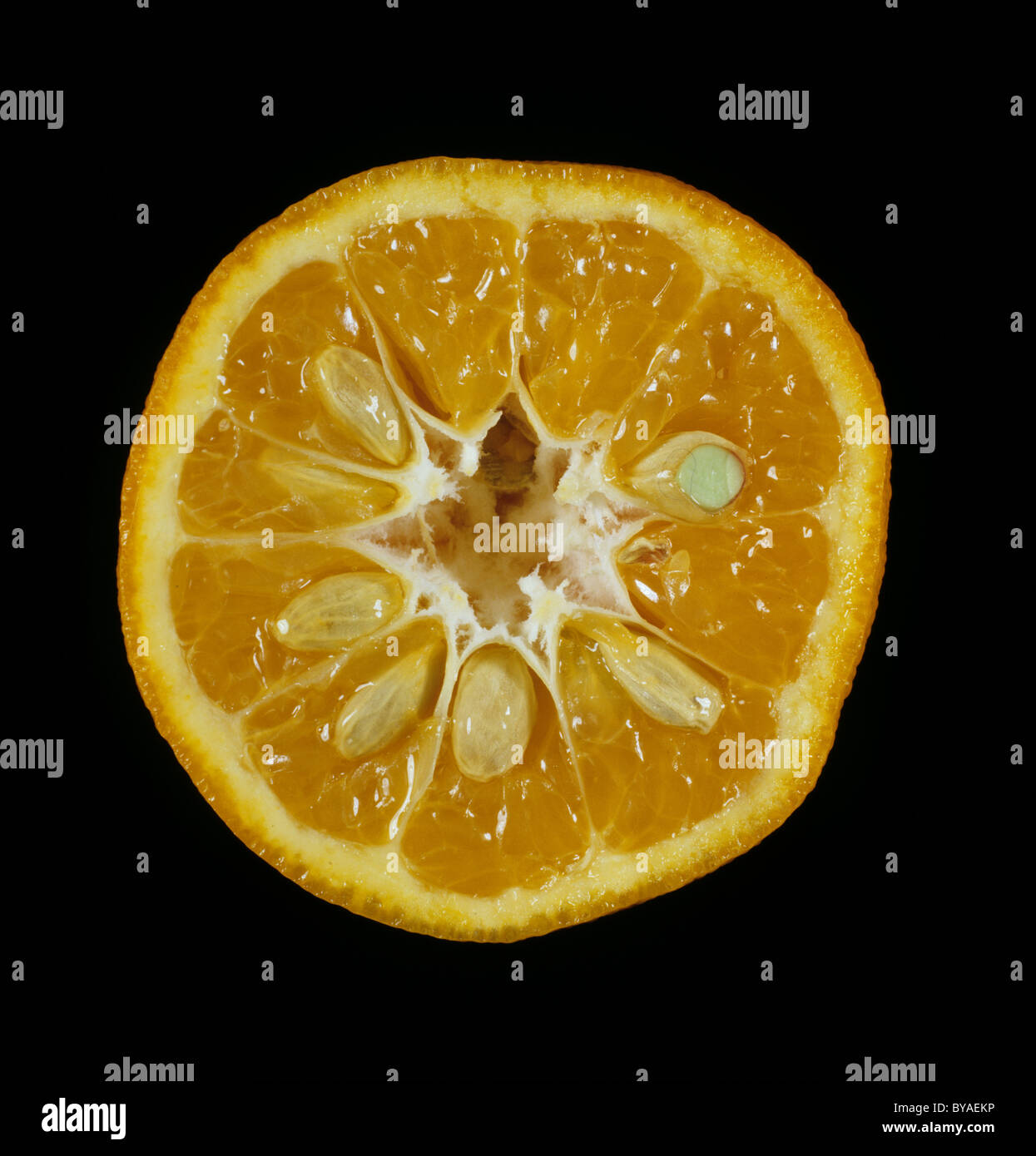 Schnittfläche von Clementine Obstsorte Monreal Stockfoto