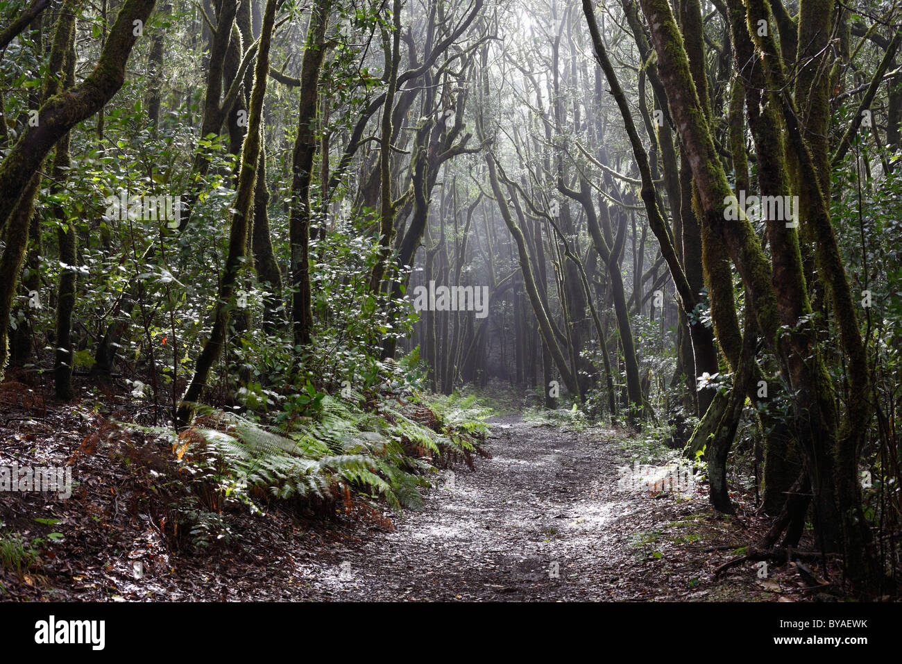 Waldweg in einem Wald von Lorbeerbäumen, Nationalpark Garajonay, Insel La Gomera, Kanarische Inseln, Spanien, Europa Stockfoto