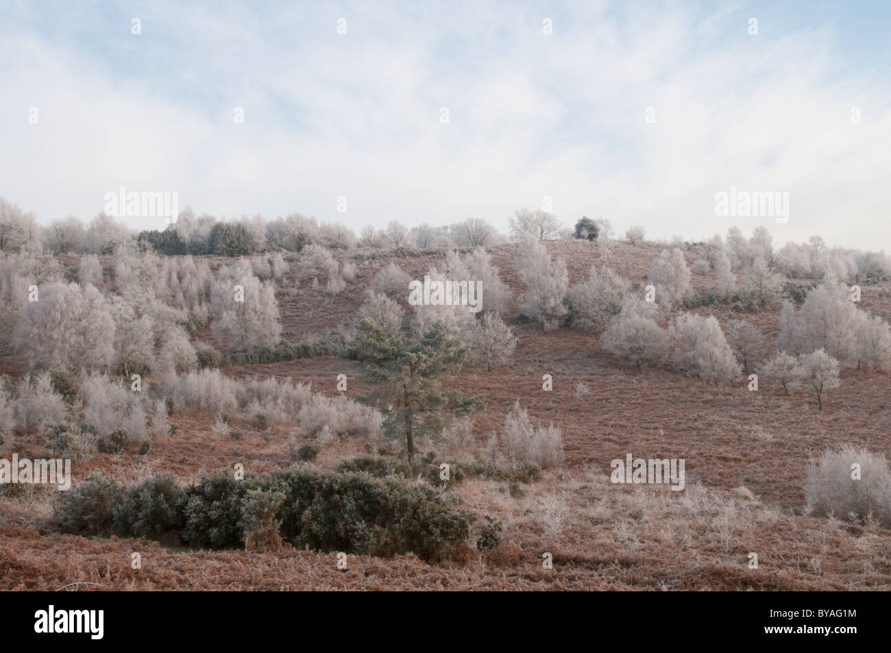 Raureif auf den Bäumen. woolbeding gemeinsamen, in der Nähe Midhurst, West Sussex, UK. Januar Stockfoto