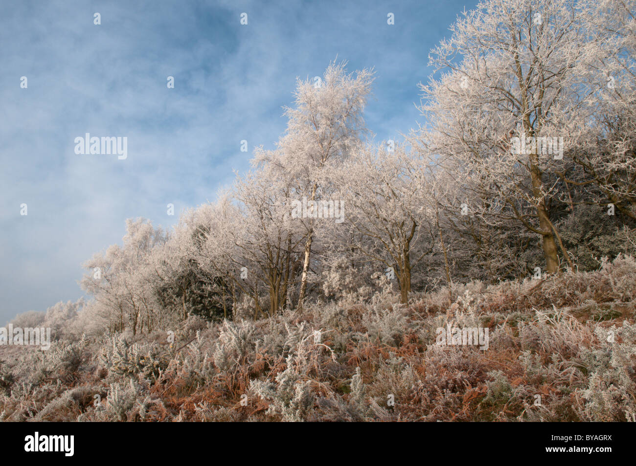 Raureif auf den Bäumen. woolbeding gemeinsamen, in der Nähe Midhurst, West Sussex, UK. Januar Stockfoto
