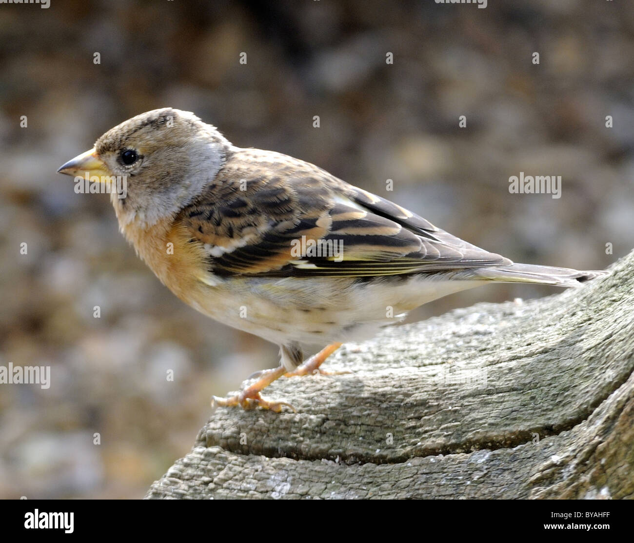 Bergfink (Fringilla Montefringilla) Mitglied der Fink-Familie verbringt den Winter in Großbritannien Stockfoto