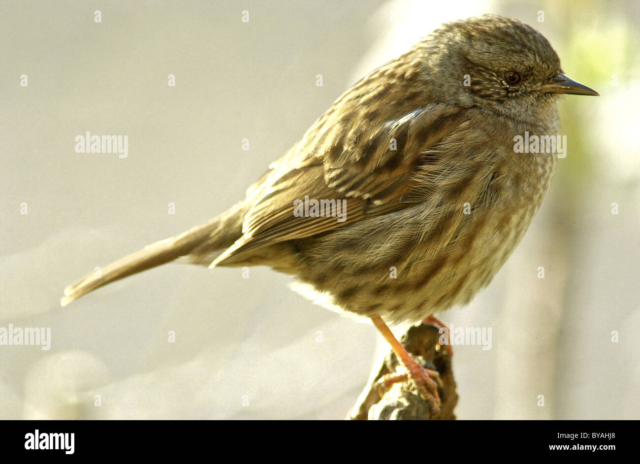 Heckenbraunelle auch bekannt als ein Hedge Sparrow oder Hedge beobachtet ist eine vom Aussterben bedrohte Vogelarten britischen. Stockfoto