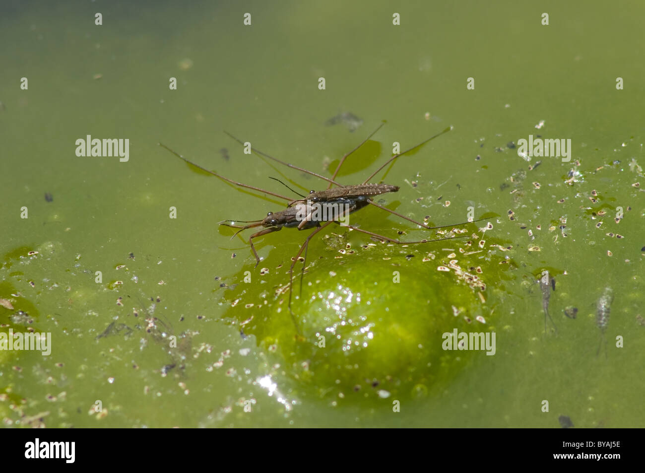 Paar Wasserläufer (Gerridae SP.) Paarung Stockfoto