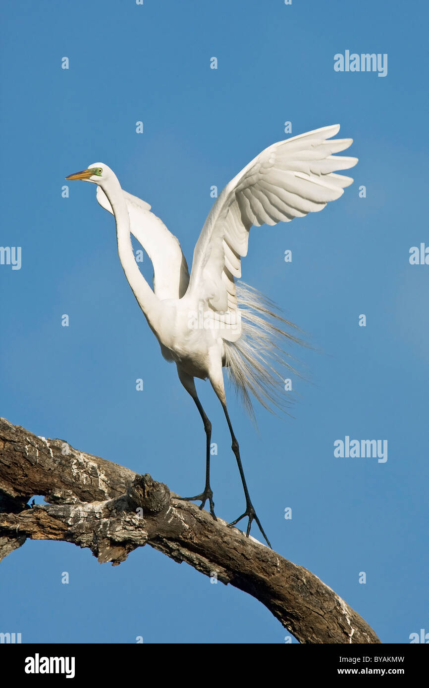 Ein Erwachsener Silberreiher Ausziehen Stockfoto