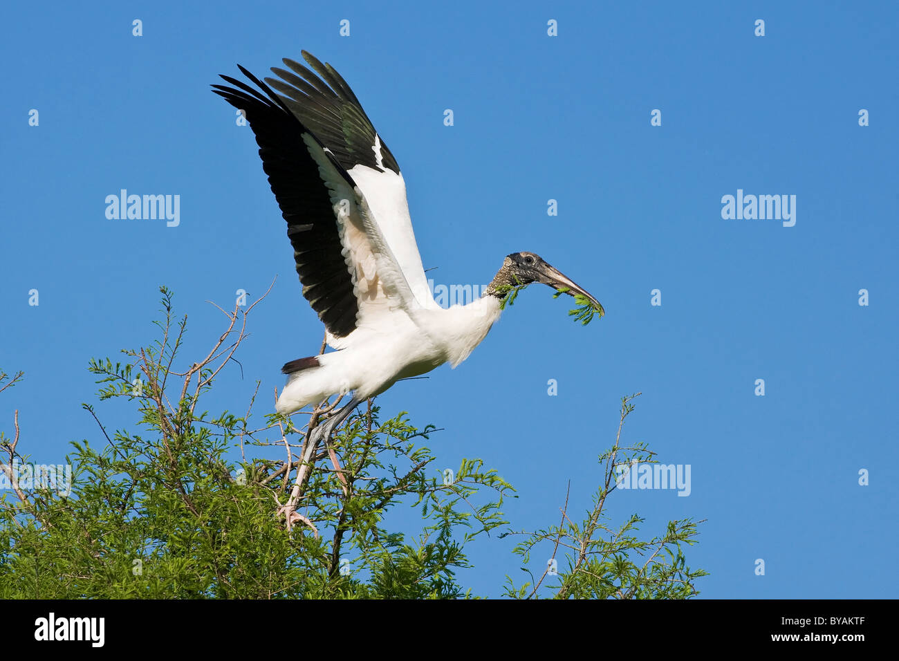 Ein Erwachsener Holz Storch gerade erst in der Luft mit Verschachtelung material Stockfoto