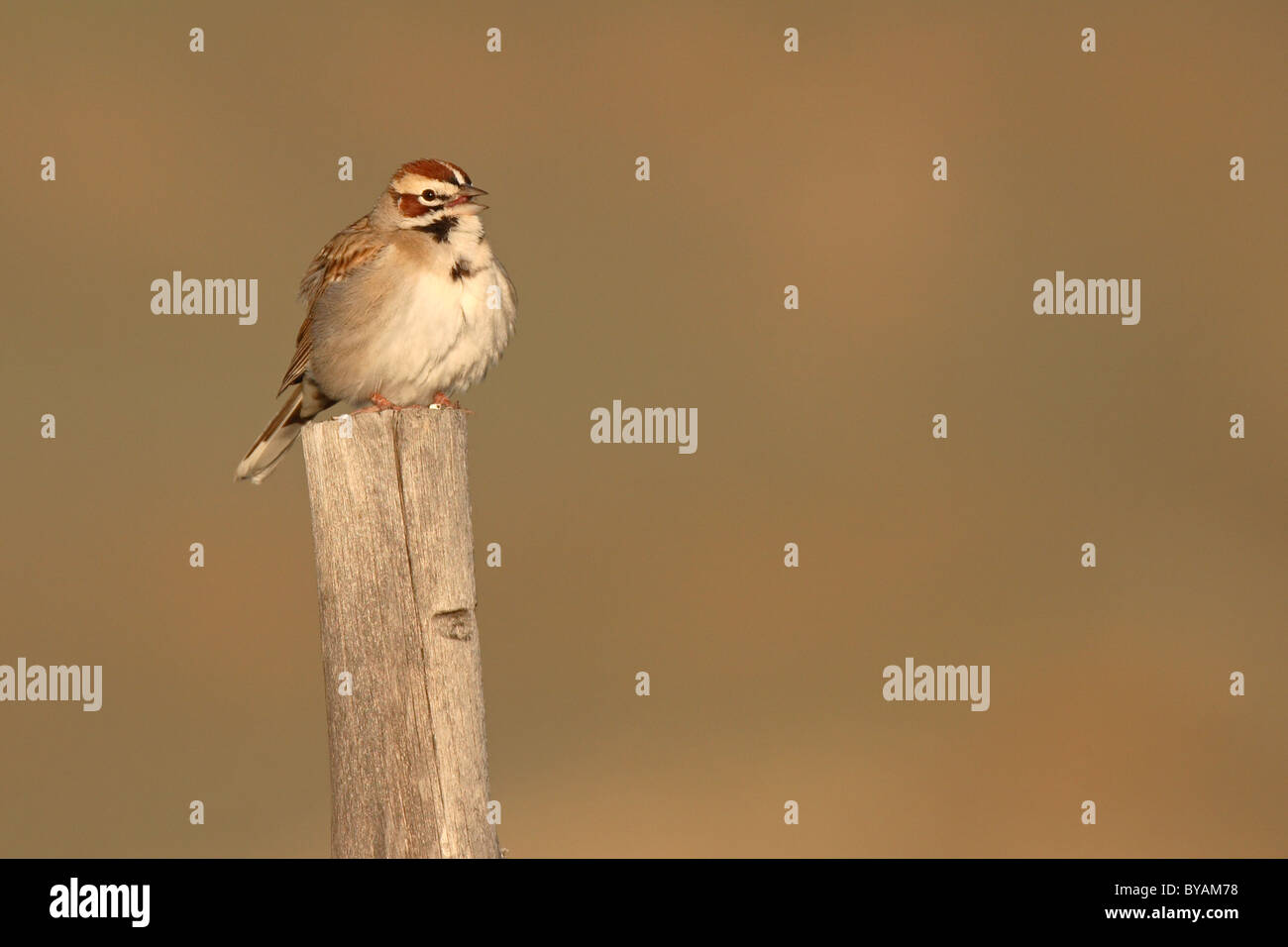 Eine Lerche Spatz Gesang von einem territorialen Barsch im Frühjahr. Stockfoto