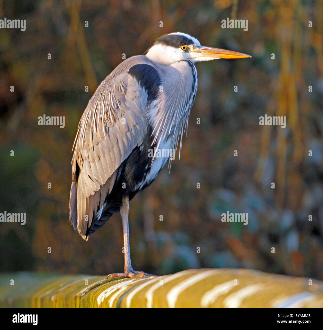 Graureiher stehen auf einer Brücke an der ersten Ampel Stockfoto