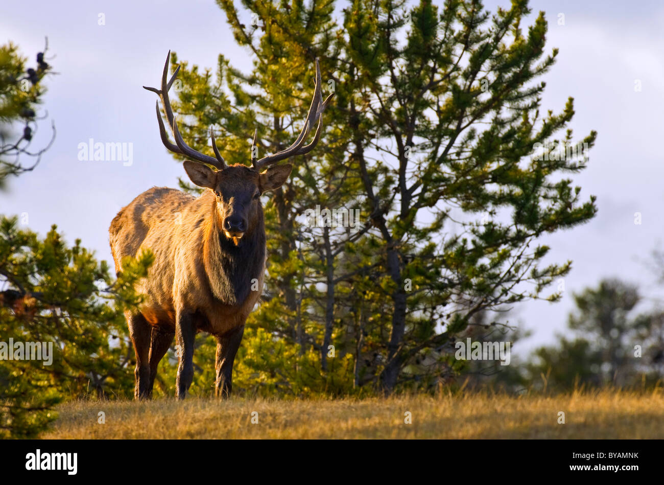 Ein Stier Elch auf einem grasbewachsenen Grat im Herbst wärmendes Sonnenlicht stehen. Stockfoto