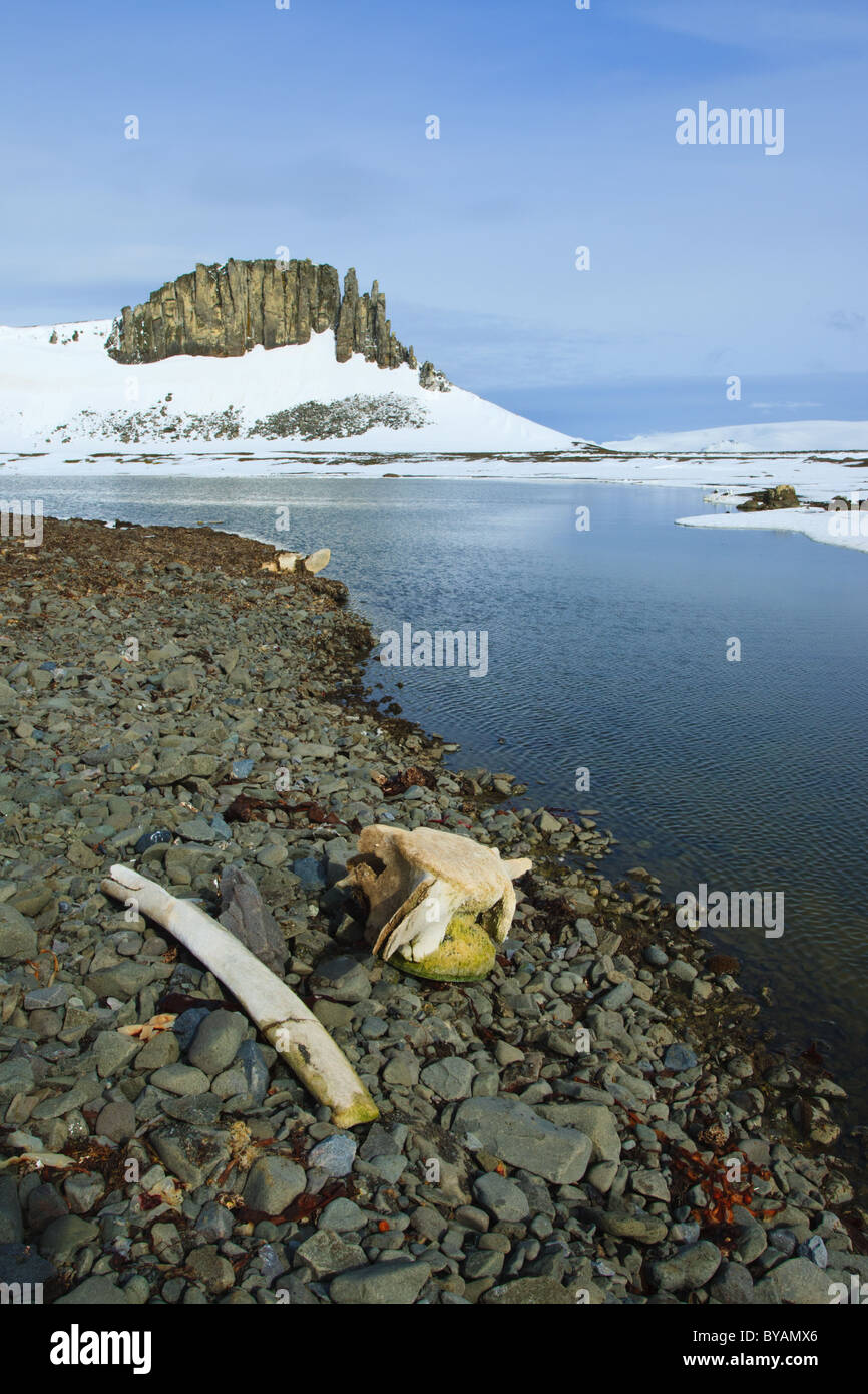 Ufer-Linie und Wal Knochen, Barrientos Island, South Shetlands, Antarktis Stockfoto