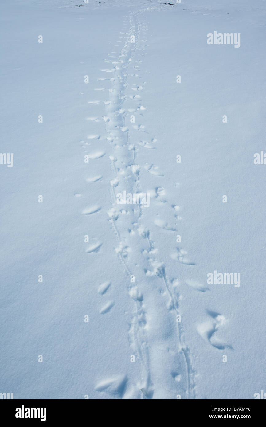Spuren im Schnee gemacht von Penguin Zügelpinguinen (Pygoscelis Antarcticus), Barrientos Island, South Shetlands, Antarktis Stockfoto