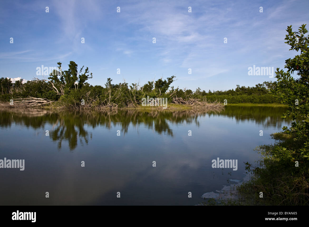 Mrazek Pond, Everglades-Nationalpark, Florida, USA Stockfoto