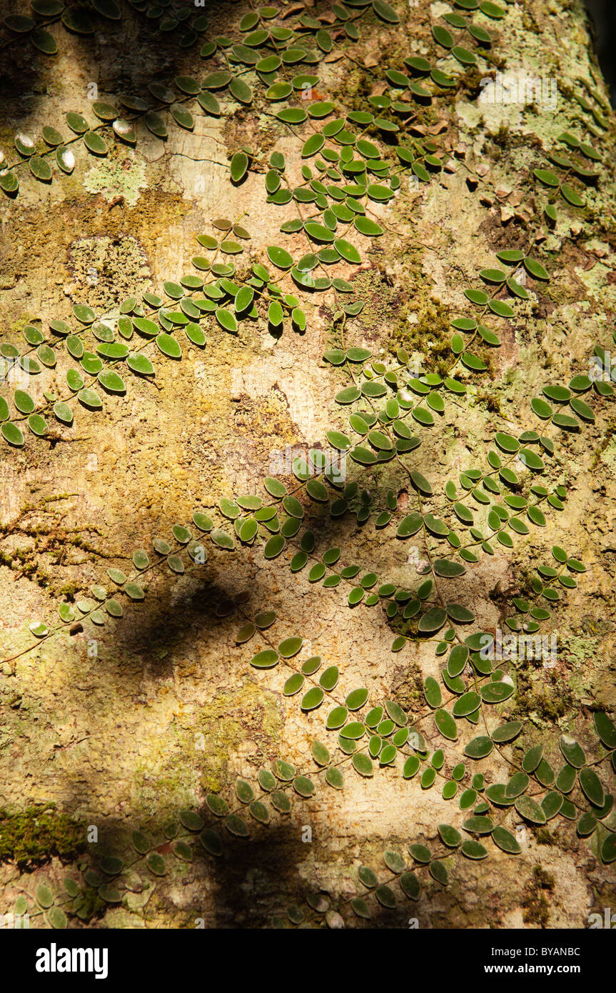 Dschungel-Rebe klettert Kampferlorbeer im Regenwald im Danum Valley Naturschutzgebiet in Borneo, Malaysia Stockfoto