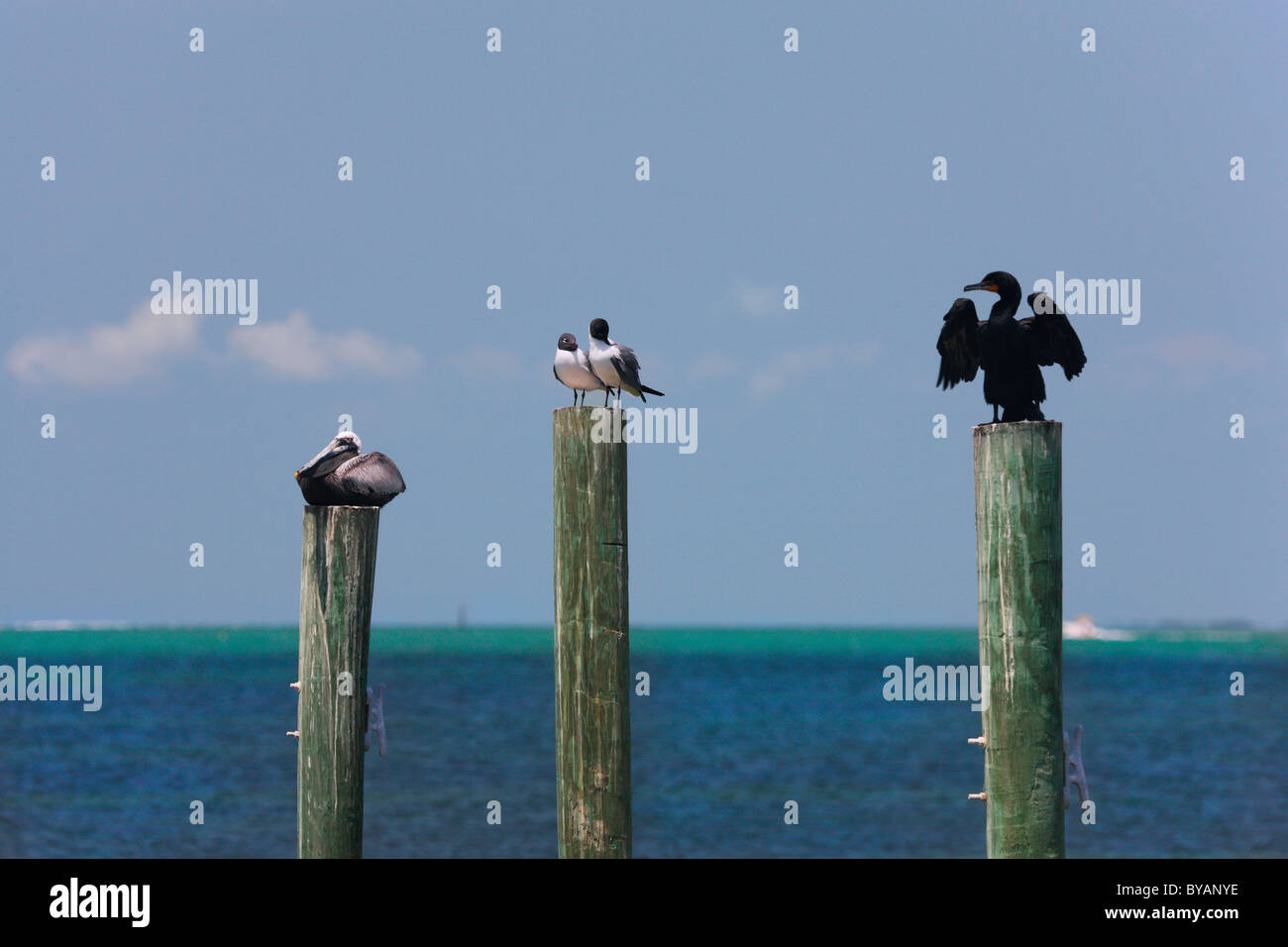 Drei Vögel ruhen entspannt auf Holzpfosten, Kormoran, schwarze Leitung Möwe und Pelikan Stockfoto