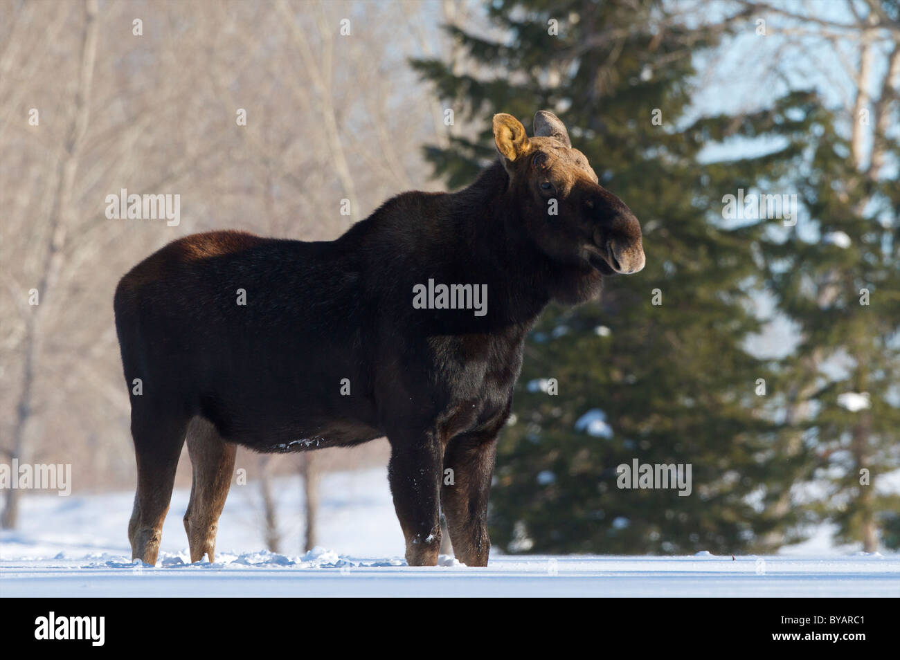 Elch auf dem Saskatchewan Grasland mitten im Winter gefunden Stockfoto